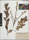 Foto von Salix laurina Sm.